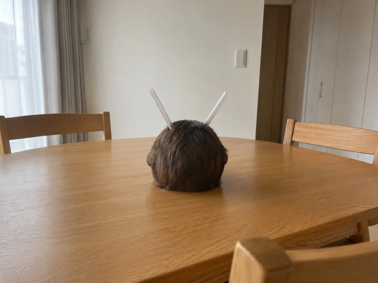 メロンシュガー